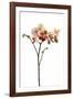 Phalaenopsis Ibrid1-Fabio Petroni-Framed Photographic Print