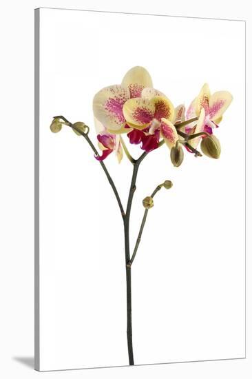 Phalaenopsis Ibrid1-Fabio Petroni-Stretched Canvas