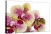 Phalaenopsis Ibrid3-Fabio Petroni-Stretched Canvas