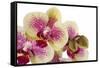 Phalaenopsis Ibrid3-Fabio Petroni-Framed Stretched Canvas