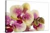 Phalaenopsis Ibrid3-Fabio Petroni-Stretched Canvas