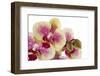 Phalaenopsis Ibrid3-Fabio Petroni-Framed Photographic Print