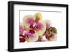 Phalaenopsis Ibrid3-Fabio Petroni-Framed Photographic Print