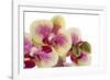 Phalaenopsis Ibrid3-Fabio Petroni-Framed Photographic Print