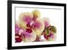 Phalaenopsis Ibrid3-Fabio Petroni-Framed Photographic Print