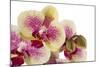 Phalaenopsis Ibrid3-Fabio Petroni-Mounted Photographic Print