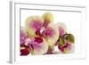 Phalaenopsis Ibrid3-Fabio Petroni-Framed Photographic Print