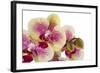 Phalaenopsis Ibrid3-Fabio Petroni-Framed Photographic Print