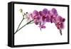 Phalaenopsis Ibrid4-Fabio Petroni-Framed Stretched Canvas