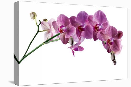 Phalaenopsis Ibrid4-Fabio Petroni-Stretched Canvas