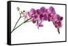 Phalaenopsis Ibrid4-Fabio Petroni-Framed Stretched Canvas