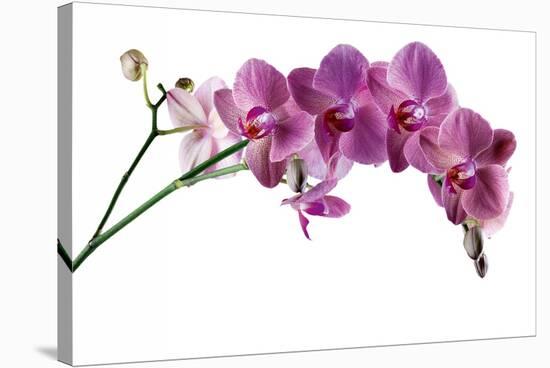 Phalaenopsis Ibrid4-Fabio Petroni-Stretched Canvas