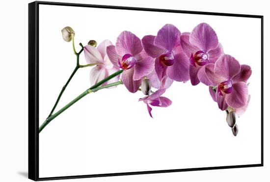 Phalaenopsis Ibrid4-Fabio Petroni-Framed Stretched Canvas