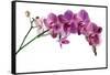 Phalaenopsis Ibrid4-Fabio Petroni-Framed Stretched Canvas