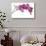 Phalaenopsis Ibrid4-Fabio Petroni-Stretched Canvas displayed on a wall