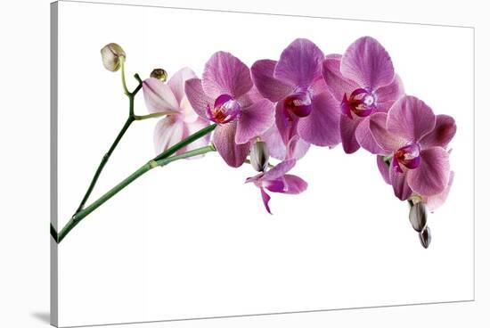 Phalaenopsis Ibrid4-Fabio Petroni-Stretched Canvas