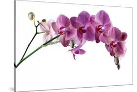 Phalaenopsis Ibrid4-Fabio Petroni-Stretched Canvas