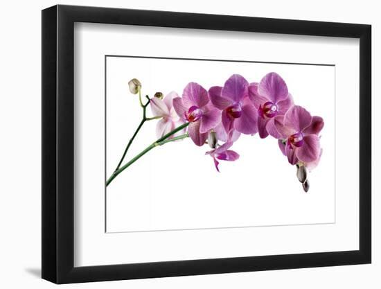 Phalaenopsis Ibrid4-Fabio Petroni-Framed Premium Photographic Print