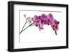 Phalaenopsis Ibrid4-Fabio Petroni-Framed Premium Photographic Print