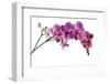 Phalaenopsis Ibrid4-Fabio Petroni-Framed Premium Photographic Print