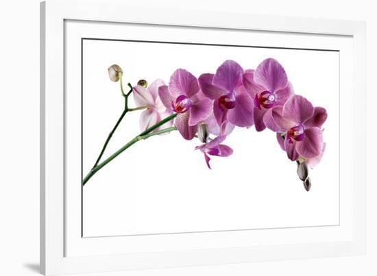 Phalaenopsis Ibrid4-Fabio Petroni-Framed Photographic Print