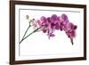 Phalaenopsis Ibrid4-Fabio Petroni-Framed Photographic Print