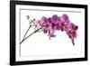 Phalaenopsis Ibrid4-Fabio Petroni-Framed Photographic Print