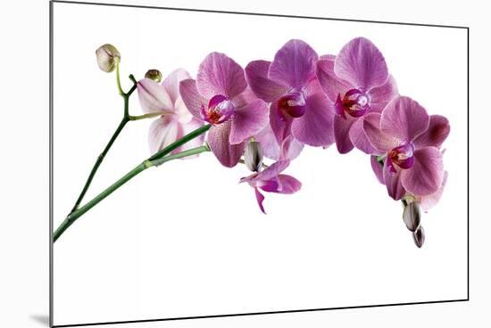 Phalaenopsis Ibrid4-Fabio Petroni-Mounted Photographic Print
