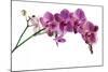 Phalaenopsis Ibrid4-Fabio Petroni-Mounted Photographic Print