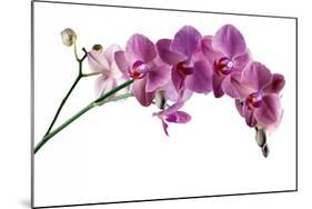 Phalaenopsis Ibrid4-Fabio Petroni-Mounted Photographic Print