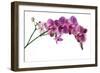 Phalaenopsis Ibrid4-Fabio Petroni-Framed Photographic Print