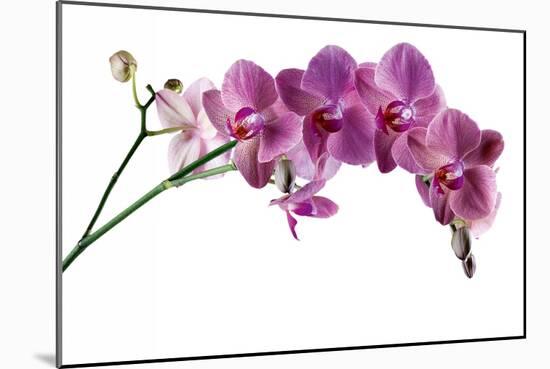 Phalaenopsis Ibrid4-Fabio Petroni-Mounted Photographic Print