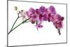 Phalaenopsis Ibrid4-Fabio Petroni-Mounted Photographic Print