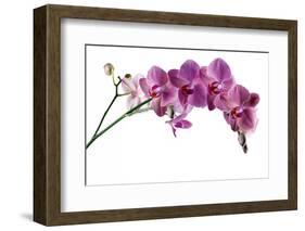 Phalaenopsis Ibrid4-Fabio Petroni-Framed Photographic Print