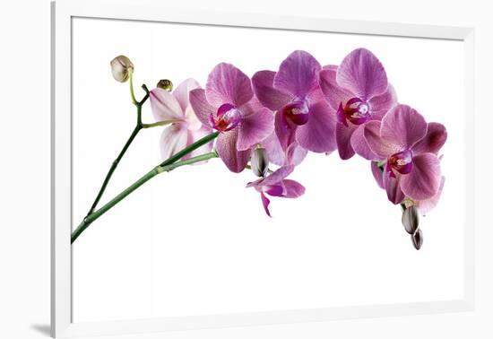 Phalaenopsis Ibrid4-Fabio Petroni-Framed Photographic Print