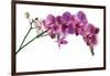 Phalaenopsis Ibrid4-Fabio Petroni-Framed Photographic Print