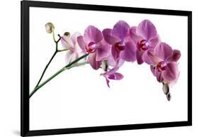 Phalaenopsis Ibrid4-Fabio Petroni-Framed Photographic Print