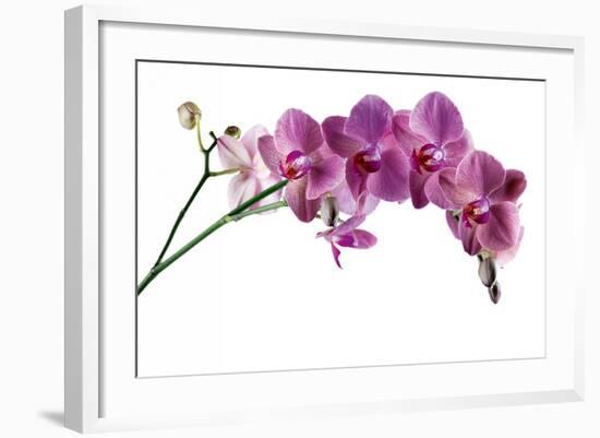 Phalaenopsis Ibrid4-Fabio Petroni-Framed Photographic Print