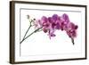 Phalaenopsis Ibrid4-Fabio Petroni-Framed Photographic Print