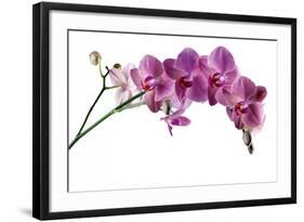 Phalaenopsis Ibrid4-Fabio Petroni-Framed Photographic Print