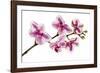 Phalaenopsis Ibrid5-Fabio Petroni-Framed Photographic Print