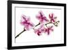 Phalaenopsis Ibrid5-Fabio Petroni-Framed Photographic Print