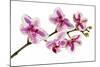 Phalaenopsis Ibrid5-Fabio Petroni-Mounted Photographic Print