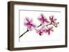 Phalaenopsis Ibrid5-Fabio Petroni-Framed Photographic Print