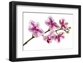 Phalaenopsis Ibrid5-Fabio Petroni-Framed Photographic Print