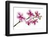 Phalaenopsis Ibrid5-Fabio Petroni-Framed Photographic Print