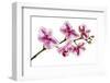 Phalaenopsis Ibrid5-Fabio Petroni-Framed Photographic Print