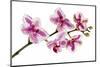 Phalaenopsis Ibrid5-Fabio Petroni-Mounted Photographic Print