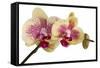 Phalaenopsis Ibrid-Fabio Petroni-Framed Stretched Canvas