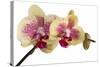 Phalaenopsis Ibrid-Fabio Petroni-Stretched Canvas